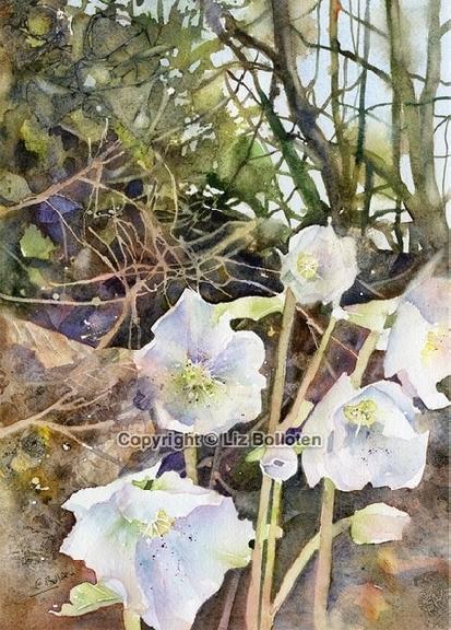 Early Hellebores In The Tangled Wood
