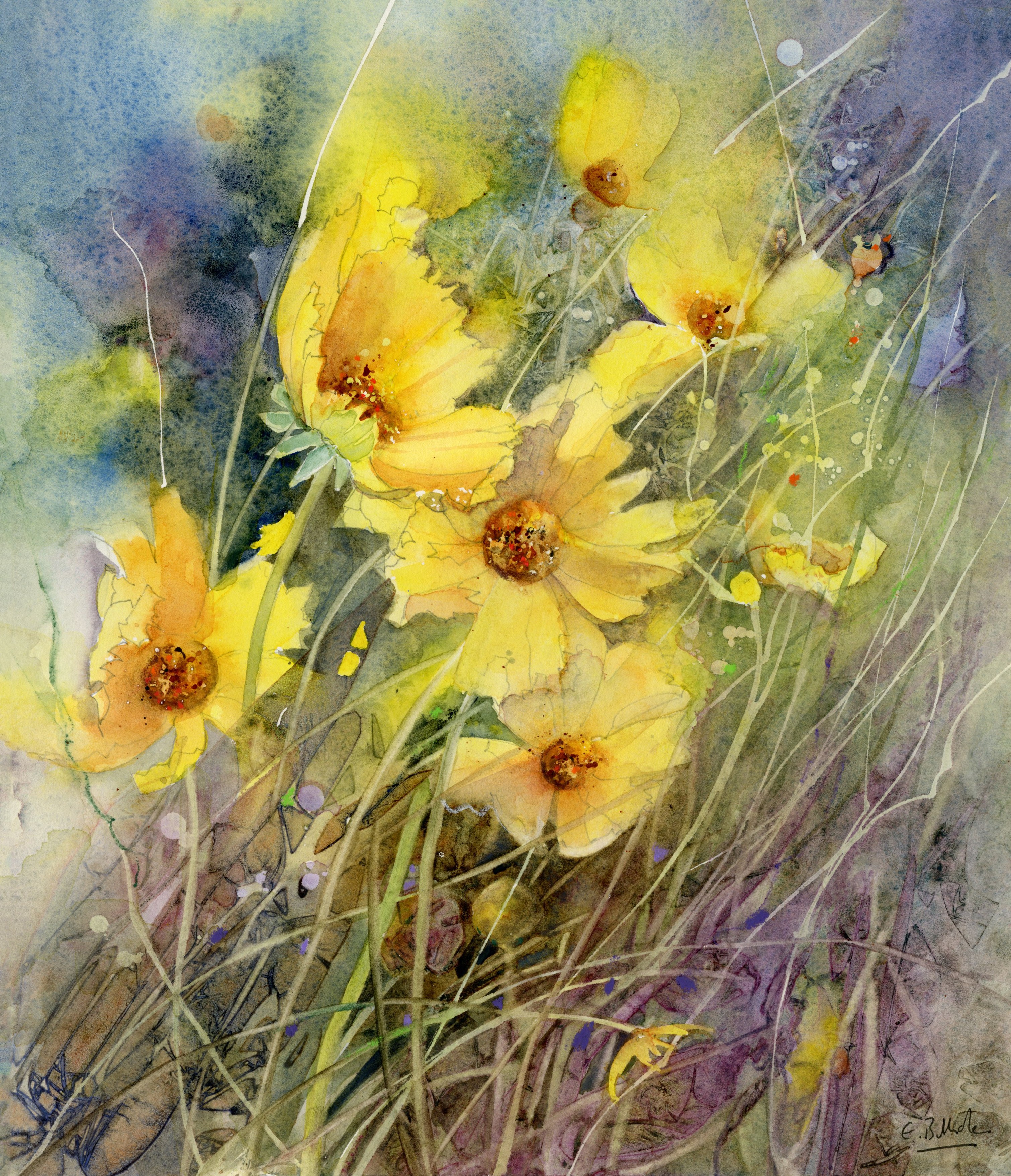 A-CLOUD-OF-COREOPSIS.jpg