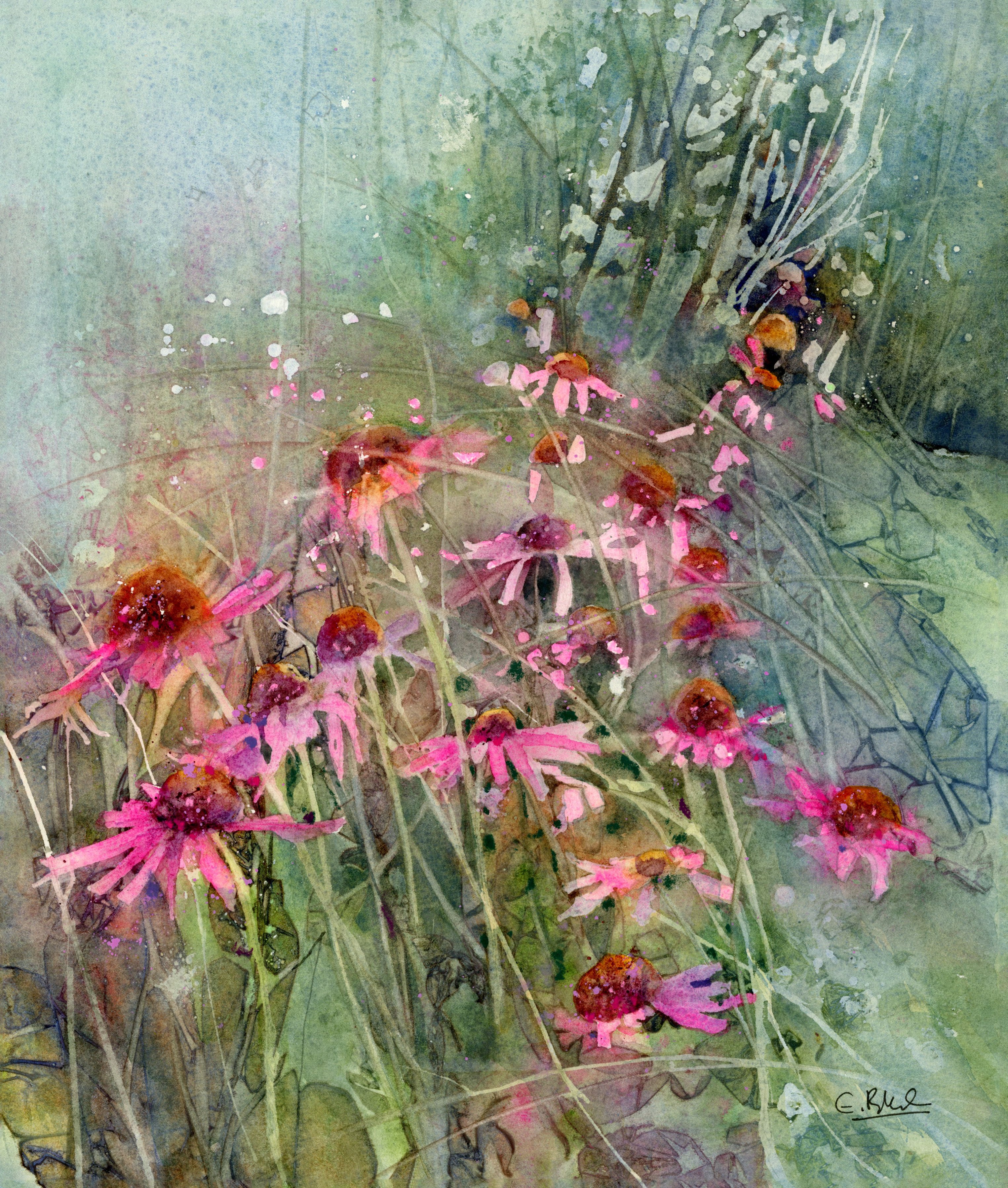 A-TORRENT-OF-ECHINACEAS.jpg