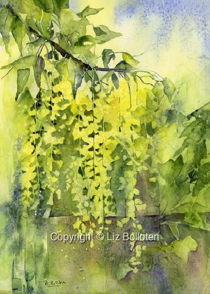 Blossoming Laburnum 