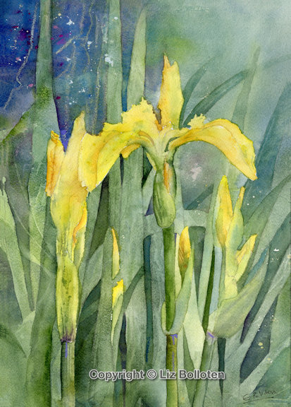 Flag Iris