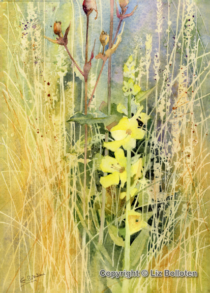 Mullein in the dry grasses