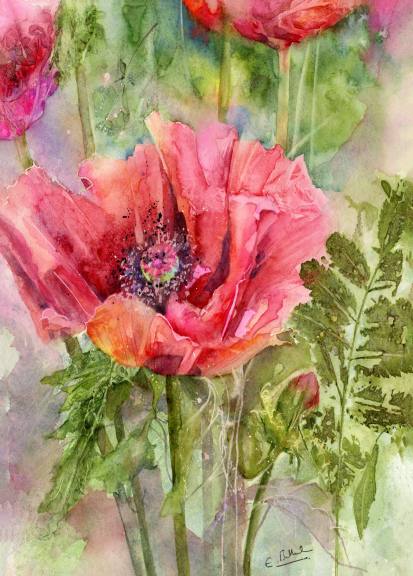 Opium Poppies Bursting Through