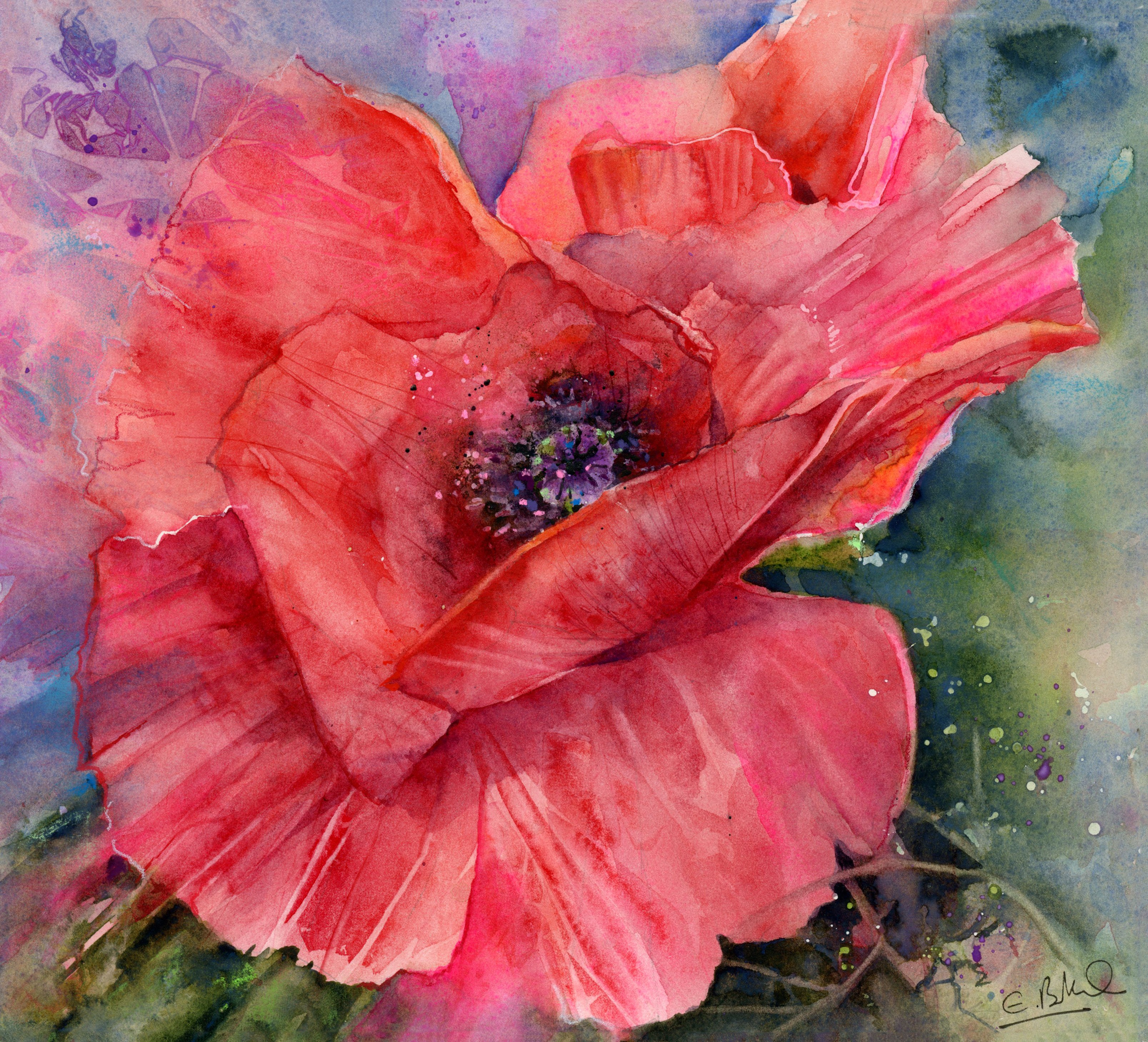 Opium-Poppy.jpg