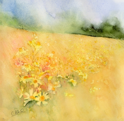 Ragwort-Field.jpg