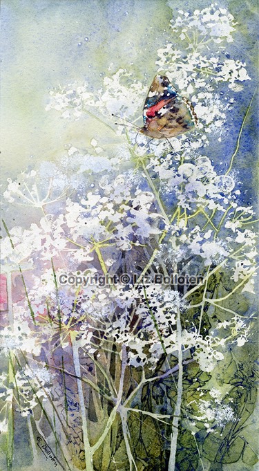 Red-Admiral-In-The-Lacy-Hedge.jpg