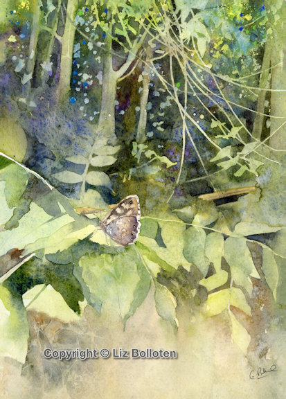 speckled wood in a sunbeam